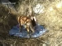 Skinny golden-haired seduces her dog to fuck her whilst outside